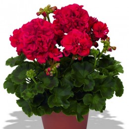 Green Series Robina