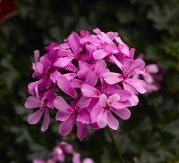 Calliope® Cascade Dark Pink