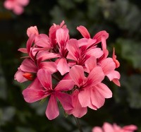 Calliope® Cascade Dark Salmon