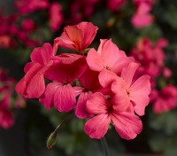 Calliope® Landscape Rose