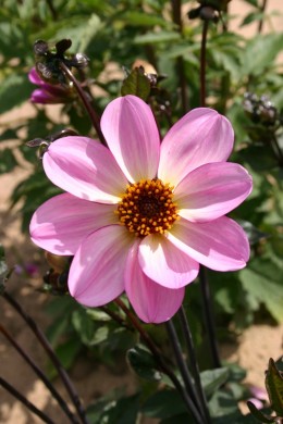 Dahlia Halo