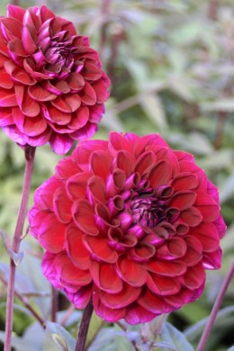Dahlia Hot Chocolate