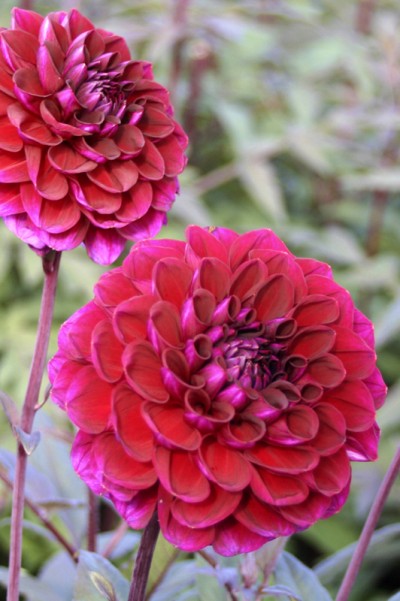 Dahlia Hot Chocolate