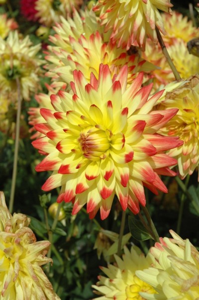 Dahlia Isadora