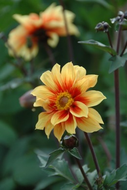 JARDIN DES PLANTES DE PARIS