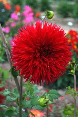 Dahlia Jax