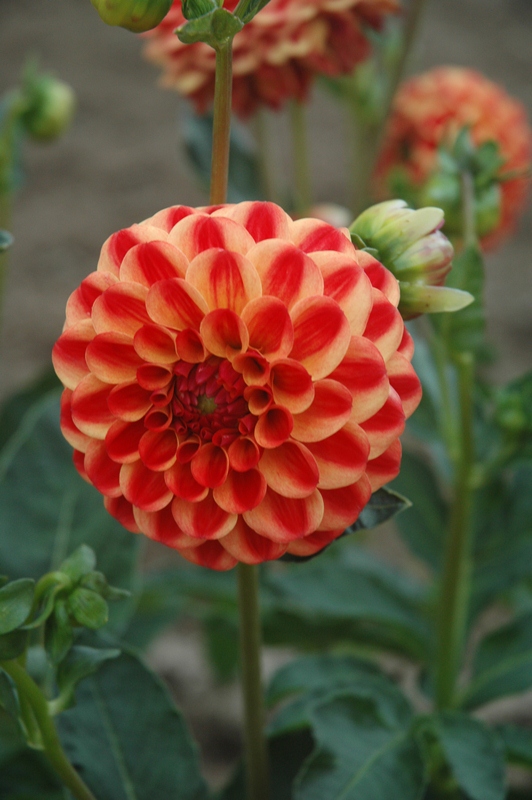 Dahlia Jescot Lingold