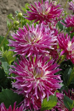 Dahlia Jil