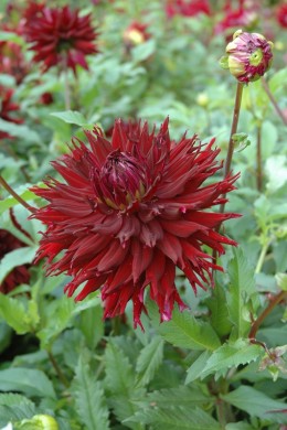 Dahlia Kenora Mackob