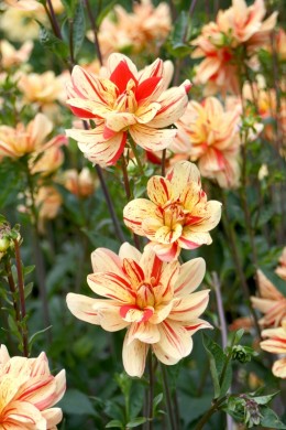Dahlia Les Sables d'Olonne