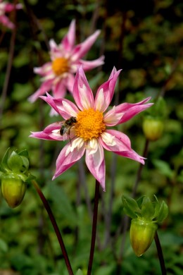 Dahlia Lorona Dawn