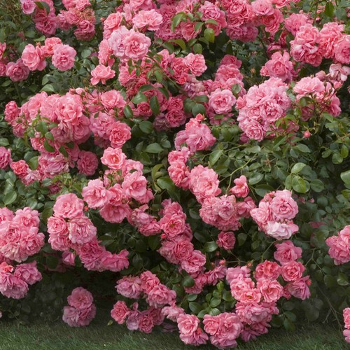 Rosier paysager