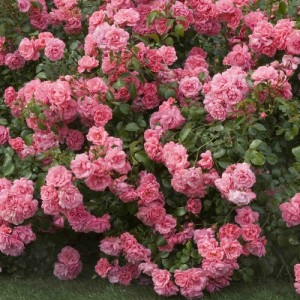 Rosier paysager