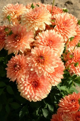 Dahlia Maia
