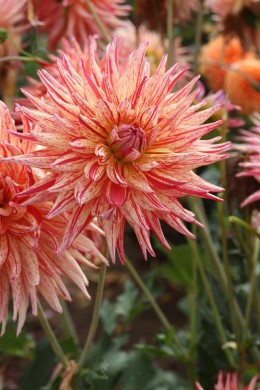 Dahlia cactus Marcanti