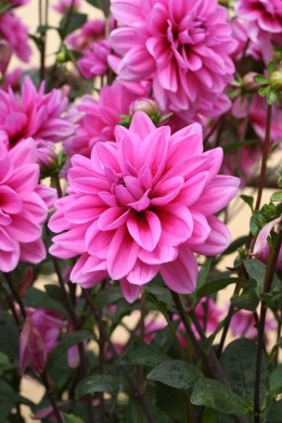 Dahlia Marée Bleue