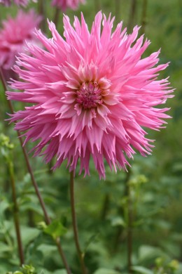 Dahlia Label Rouge variété Mary Team 