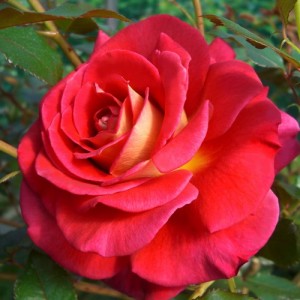 Rosier buisson à grandes fleurs