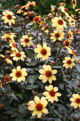 Dahlia Nippon
