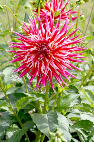 Dahlia Label Rouge Uncle Sam