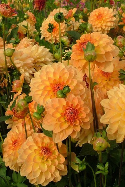 Dahlia Pêché Mignon