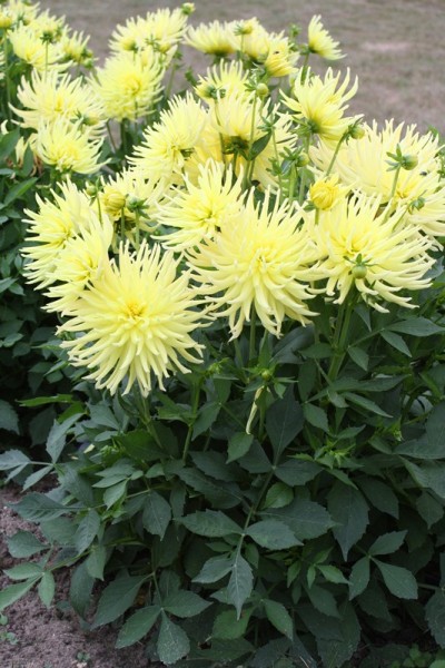 Dahlia PUERTA DEL SOL ®