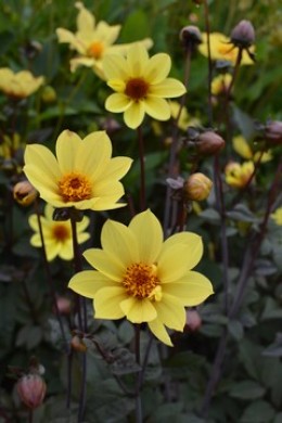 POLLEN