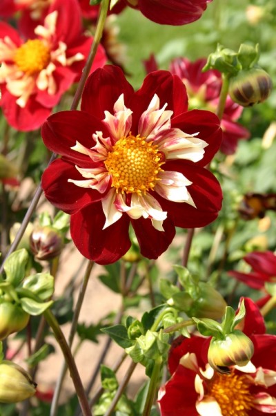 Dahlia RAÏSSA