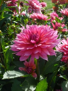 Dahlia Samantha