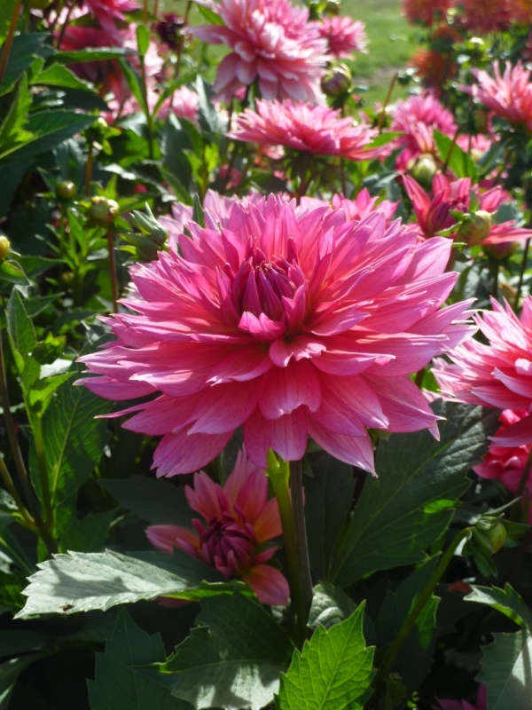 Dahlia Samantha