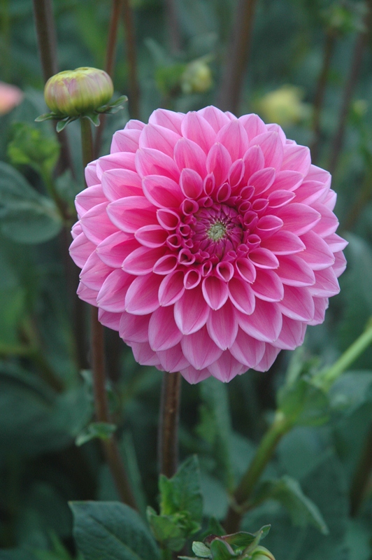 Dahlia Sandra