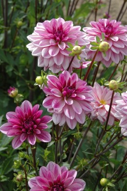 Dahlia Séduction
