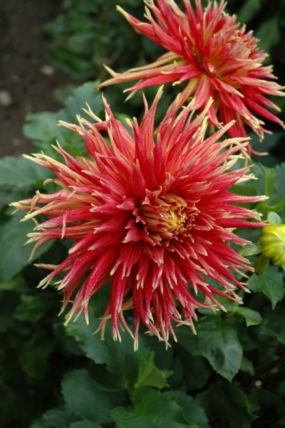 Dahlia Show and Tell