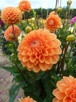 Dahlia Sylvia