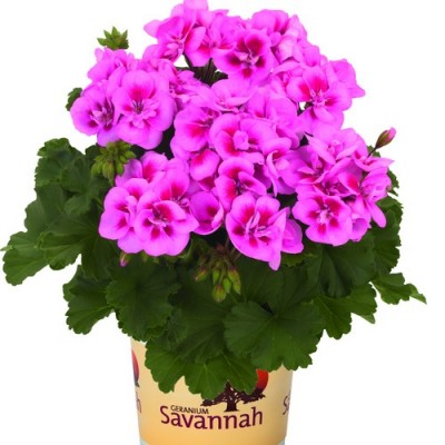 Savannah (TM) Pink Mega Splash