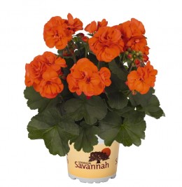 Savannah™ Oh so Orange