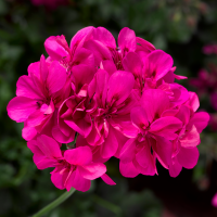 Ivy League Deep Pink