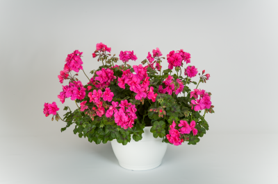 Ivy League Deep Pink