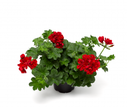 Temprano Bright Red Imp.