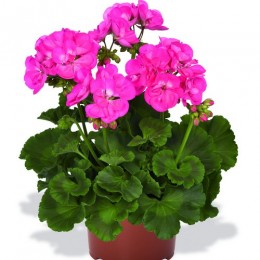 Summer Idols Hot Pink