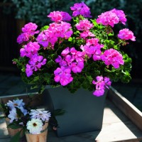 Summer Idols Hot Pink