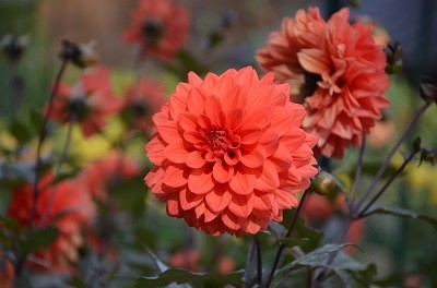 TERRA BOTANICA