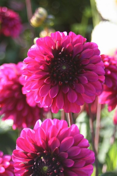 Dahlia Tom Jones