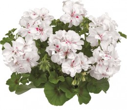 Toscana® BIG 5 White (White Angel)