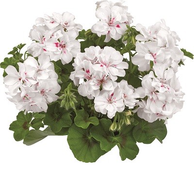 Toscana® BIG 5 White (White Angel)
