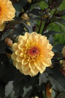 Dahlia Vendée Globe