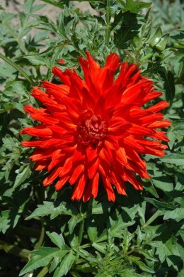 Dahlia Vulcania