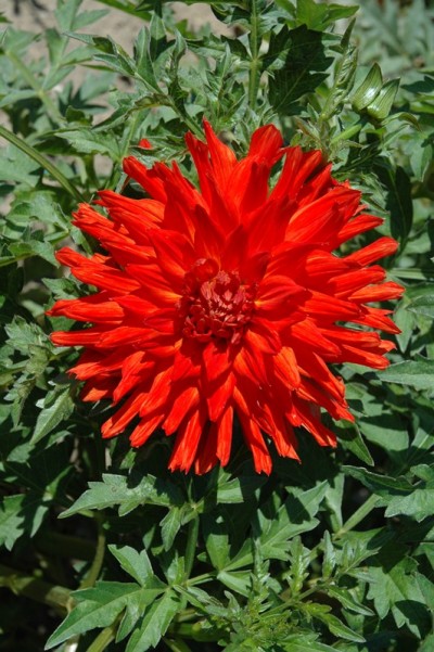 Dahlia Vulcania