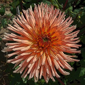 DAHLIA CACTUS