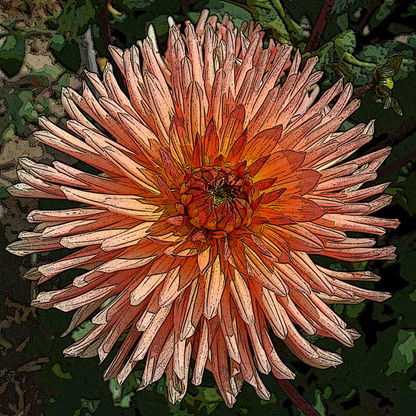 DAHLIA CACTUS